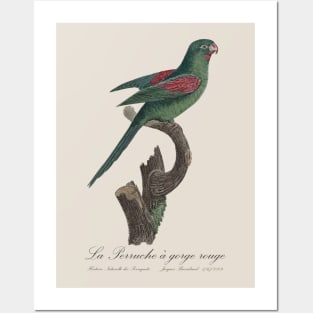 La Perruche a Gorge Rouge Parakeet - Jacques Barraband 19th century Illustration Posters and Art